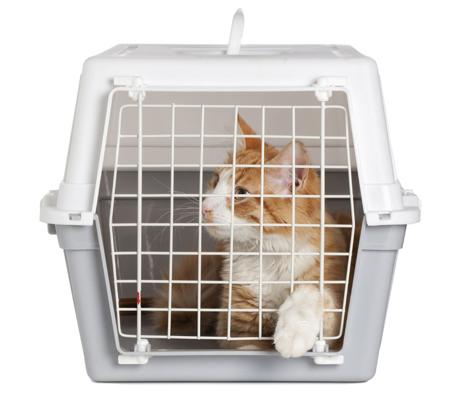 cat in carrier