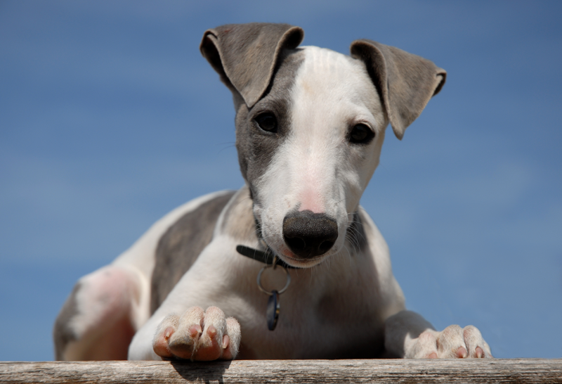 Gray and White Dog