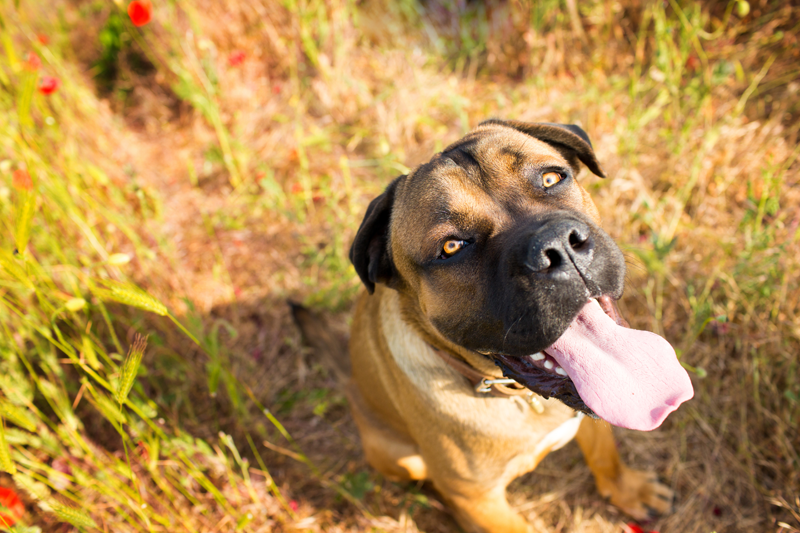 Mastiff Looking Up in Field