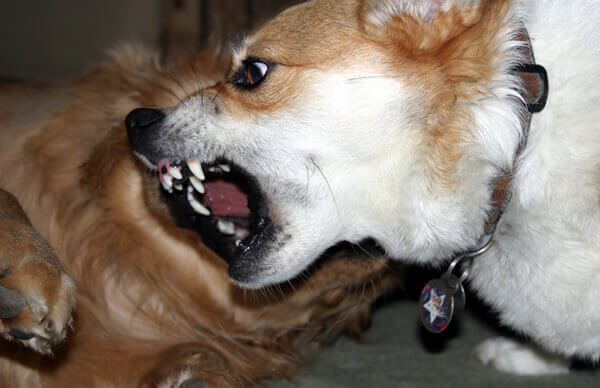 Dogs showing aggression