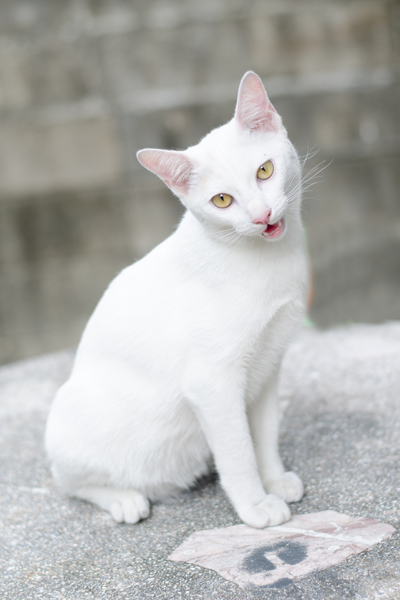 White Cat