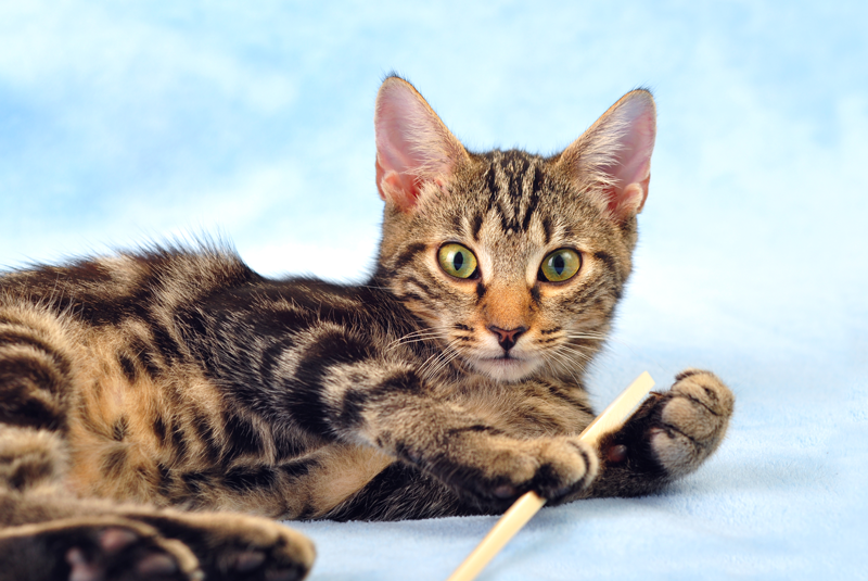 Cat with brush