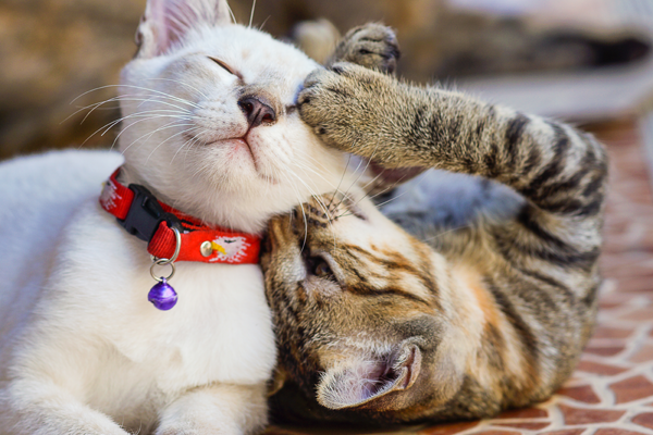 Northwoods Animal Hospital Cary NC Well Patient Care Northwoods Animal Hospital Cary NC Well Patient Care