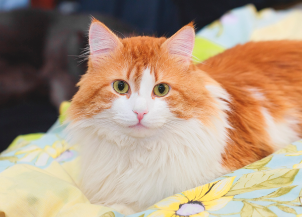 Orange and White Cat