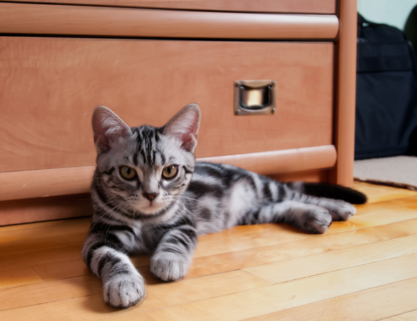 Tabby cat laying on floor