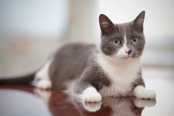 Cat on floor Cat on floor