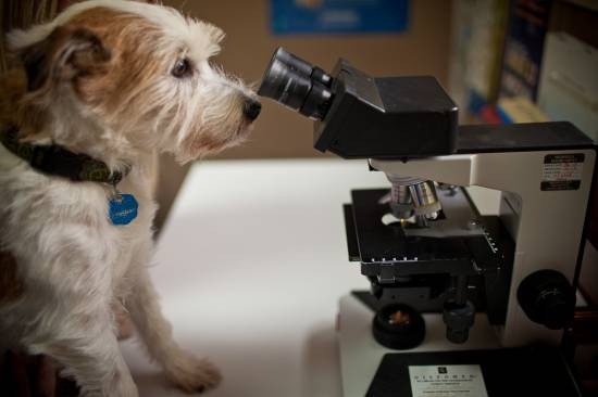 dog looking in microscope