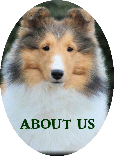 About Us - Collie