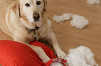 dog chewed pillow