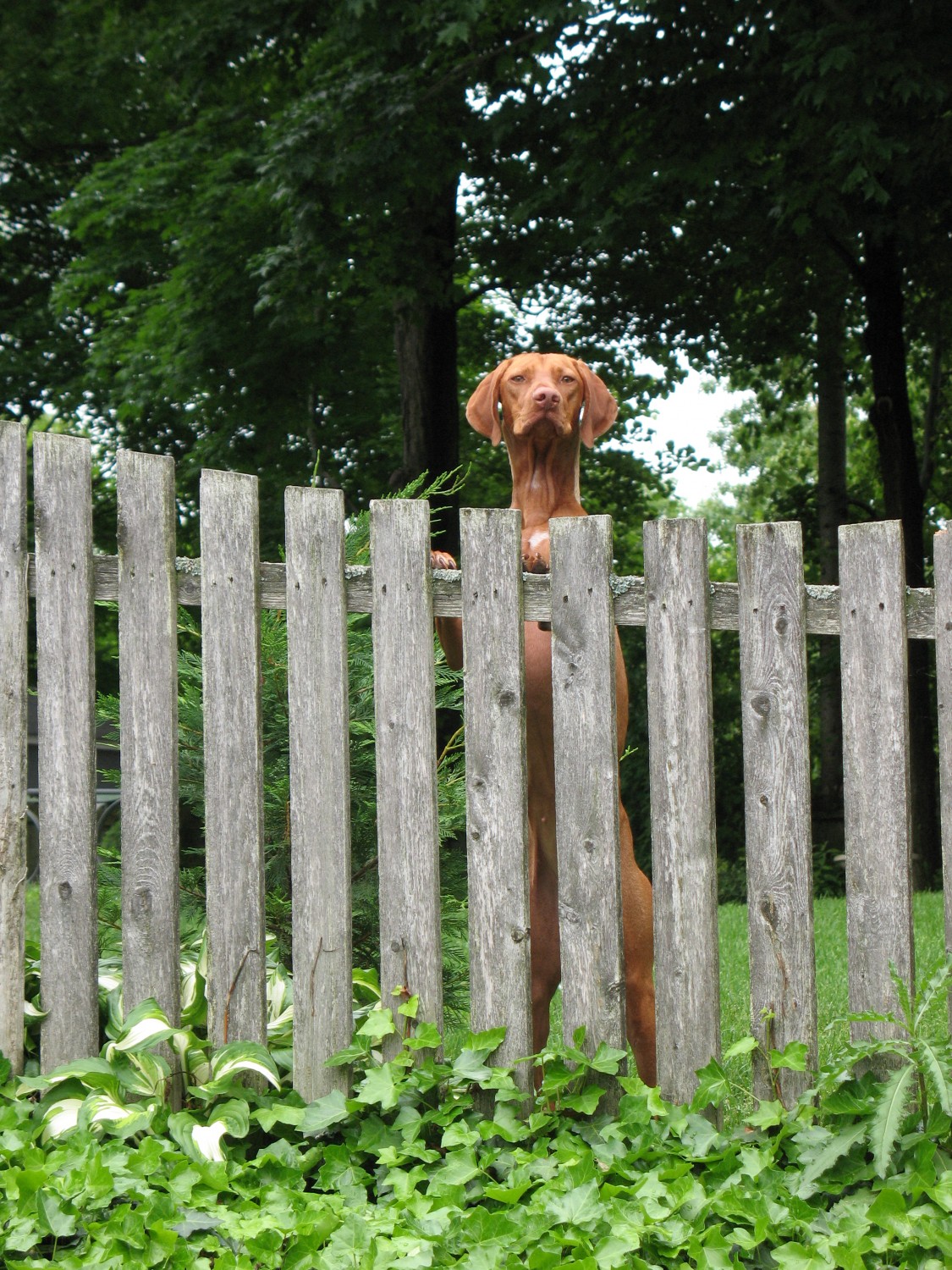 dog at fence