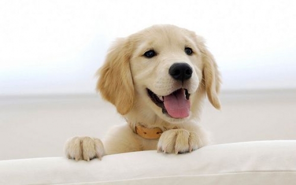 happy puppy