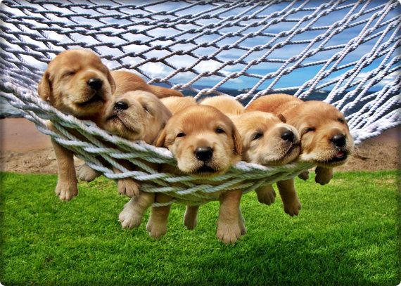 puppies in hammock