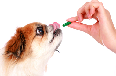 dog taking pill dog taking pill