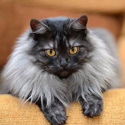 Gray longhaired cat