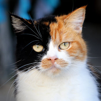 Calico Cat- Meet Our Kennel Attendants