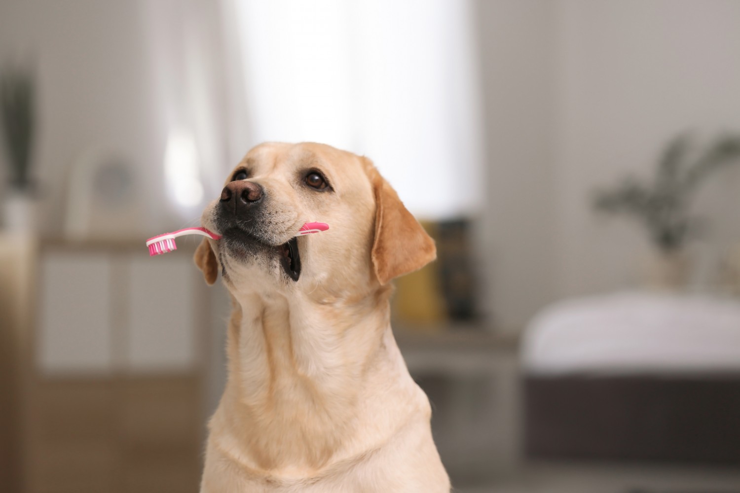 Dog with toothbrush