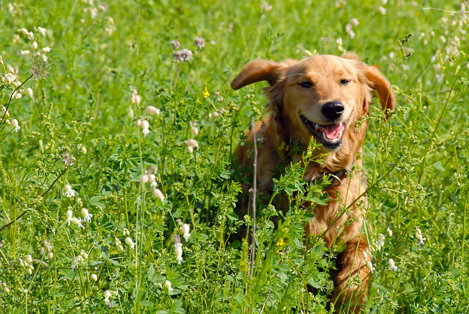 Dog running in field