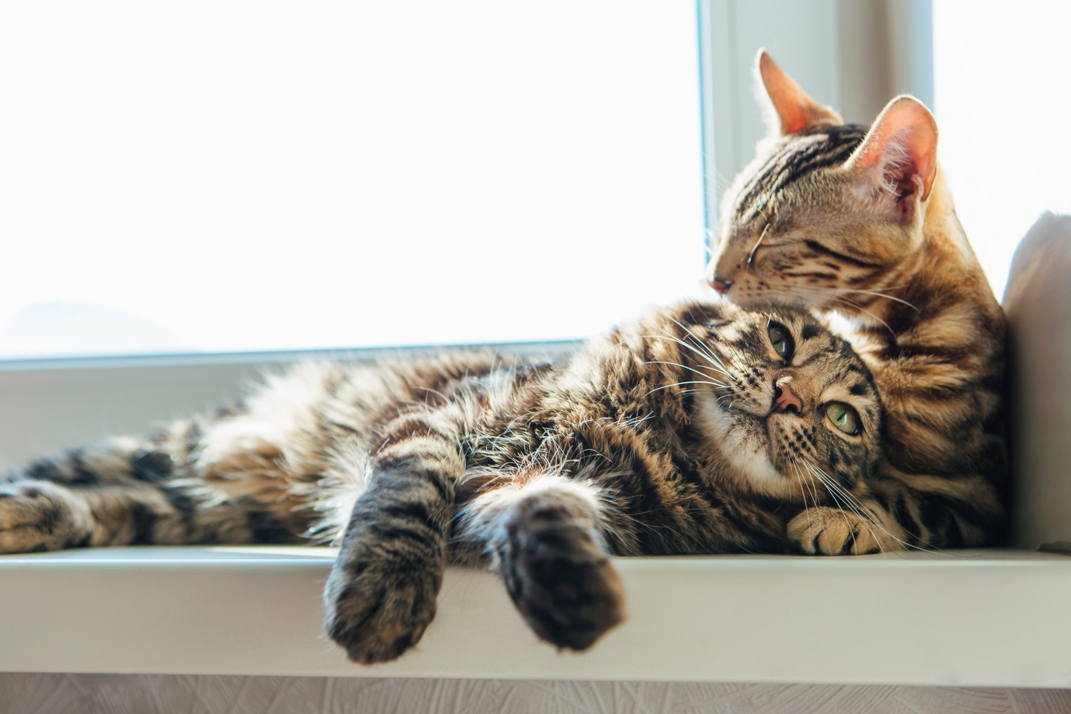 Two cats snuggling in the window