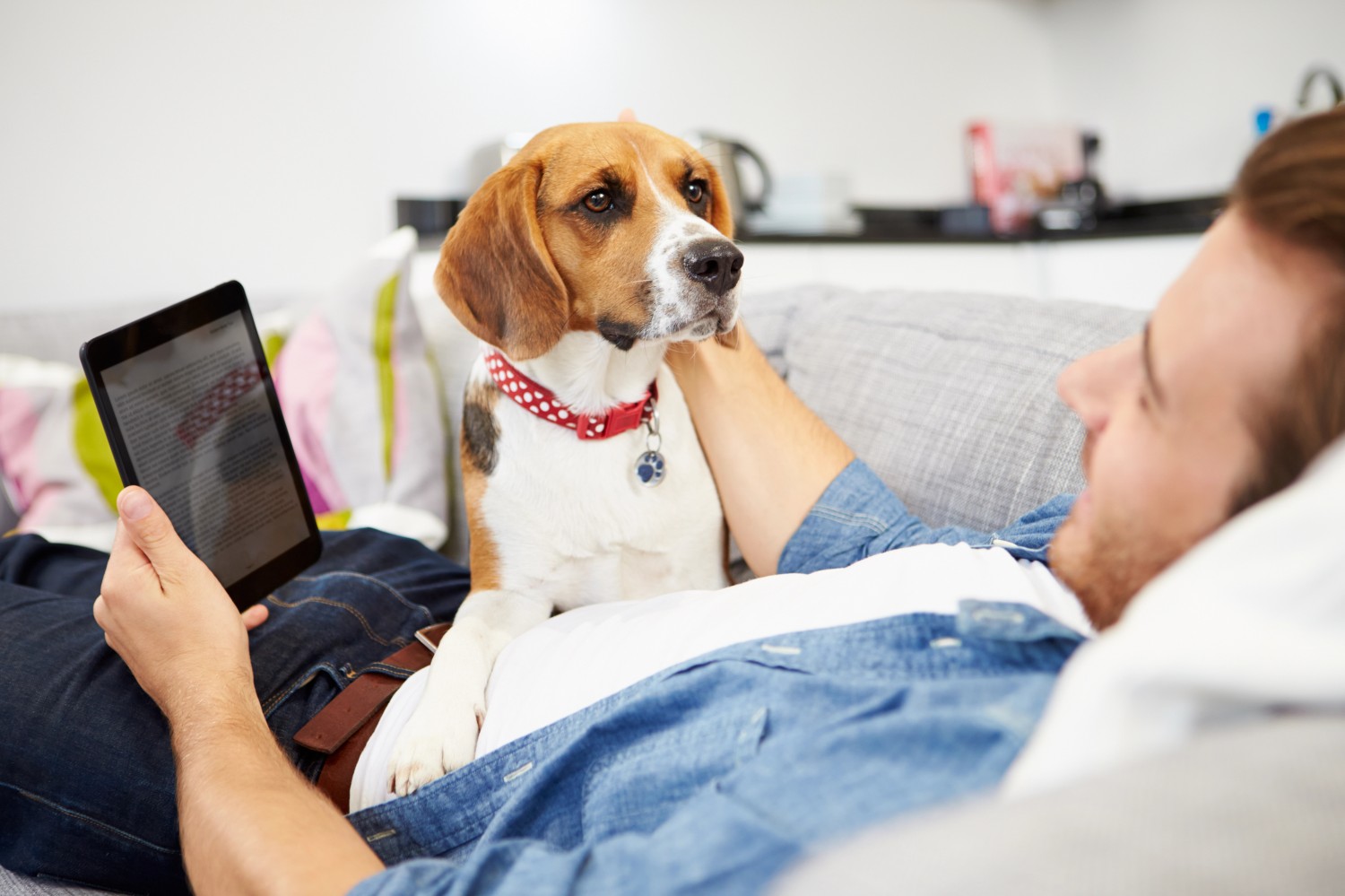 Beagle and Owner laying on couch, looking at tablet