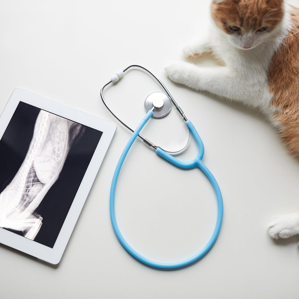 Diagnostic Image