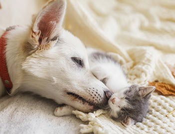 Dog and cat snuggling
