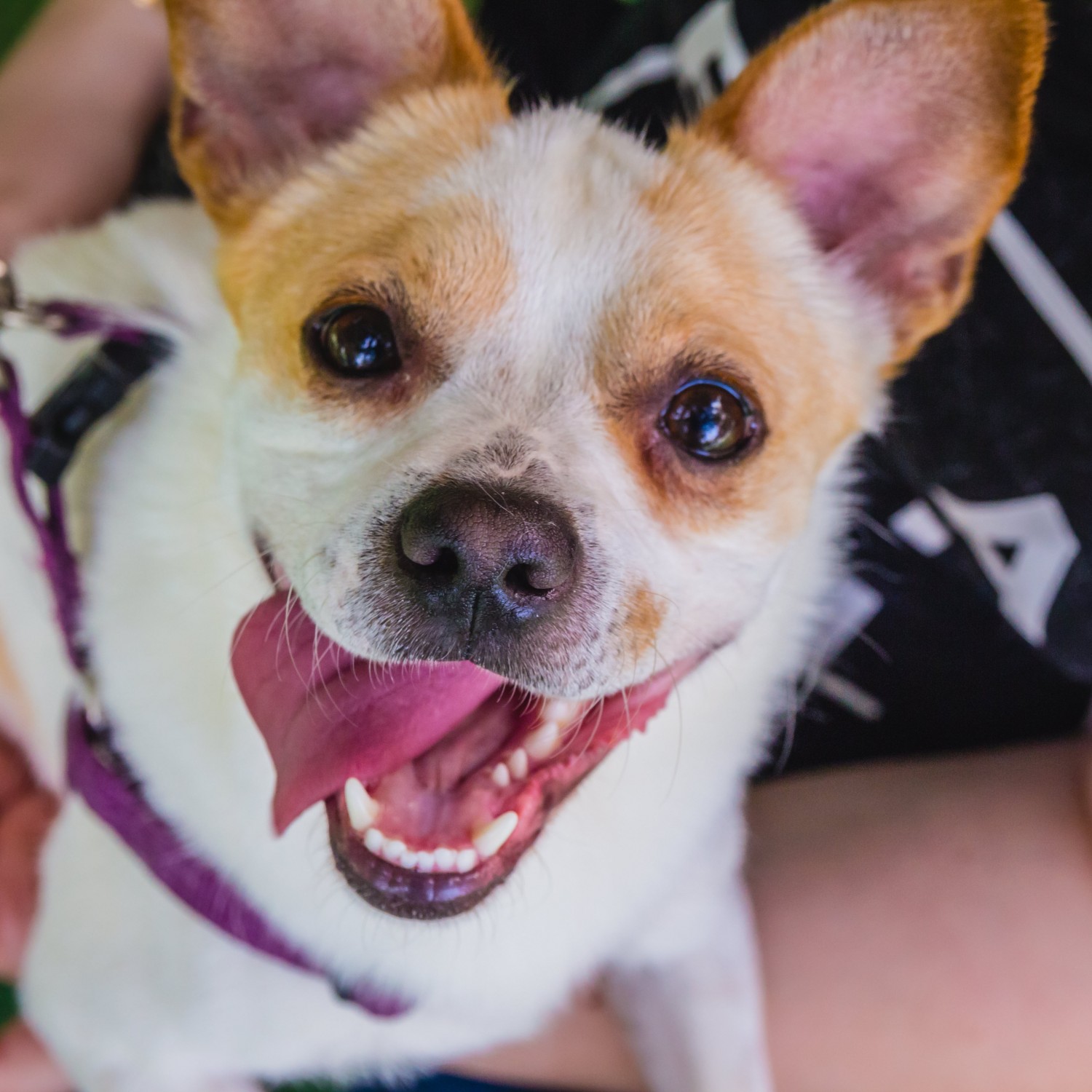 Wellness Pet Care Image