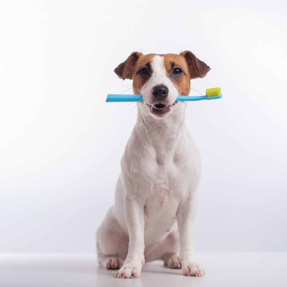 Dental Authorization Forms