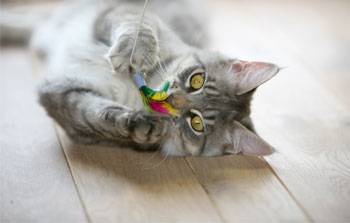 Cat playing