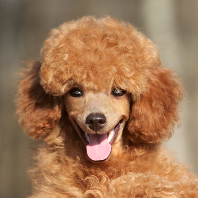 Orange Poodle- Meet Our Receptionists