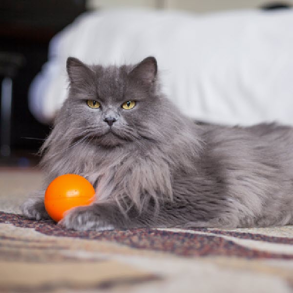 Gray long haired cat- Pet Insurance