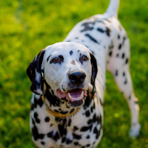 Dalmatian - Links