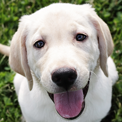 Lab looking up