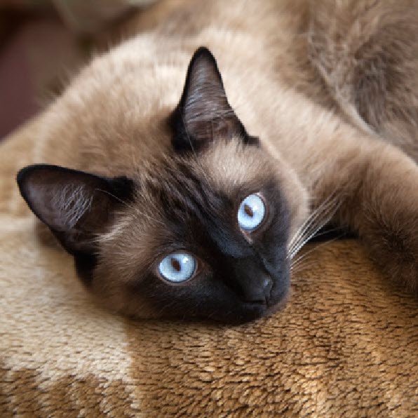 Siamese - Pet Library