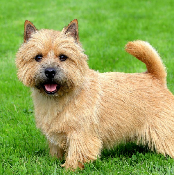 Tan Terrier- Pet Safety