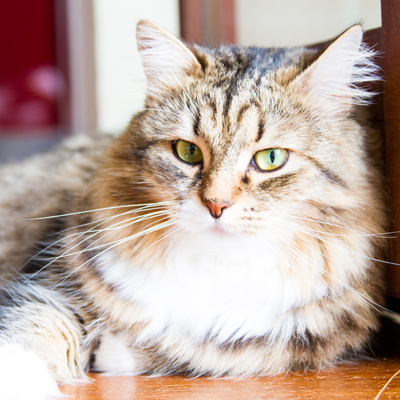 Feline Neuter & Declaw Form