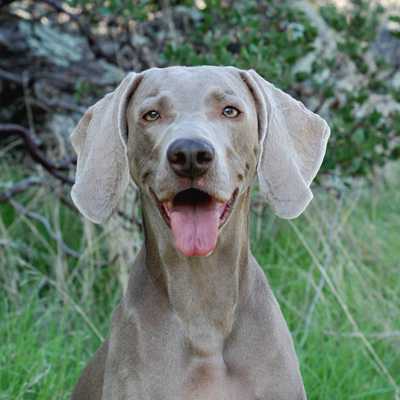Weimaraner - Meet Our Doctors