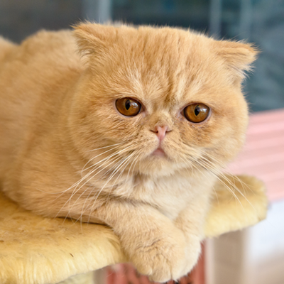 Orange Scottish Fold - Meet Our Technician & Assistants